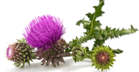 Blessed Thistle for breast enlargemnt